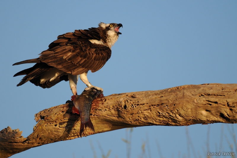 Photo Oiseaux