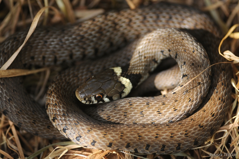 Photo Reptiles Couleuvre à collier (Natrix natrix)