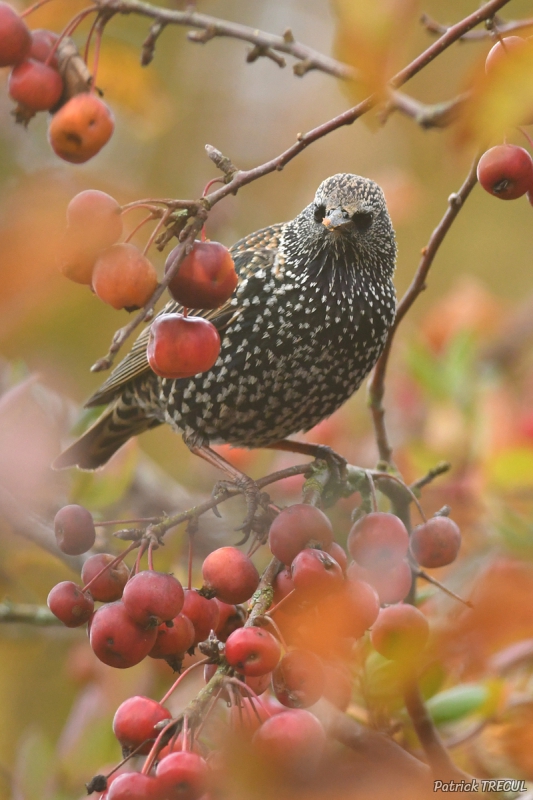 Photo Oiseaux Etourneau sansonnet (Sturnus vulgaris)