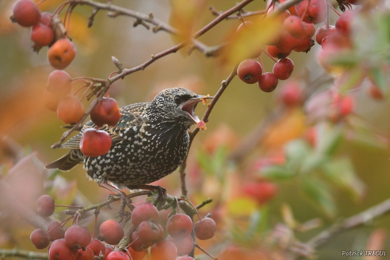 Photo Oiseaux Etourneau sansonnet (Sturnus vulgaris)