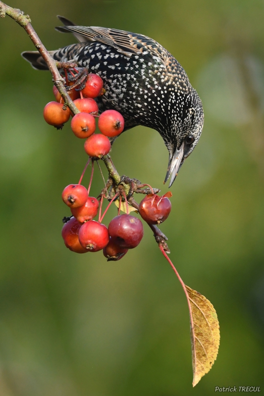 Photo Oiseaux Etourneau sansonnet (Sturnus vulgaris)