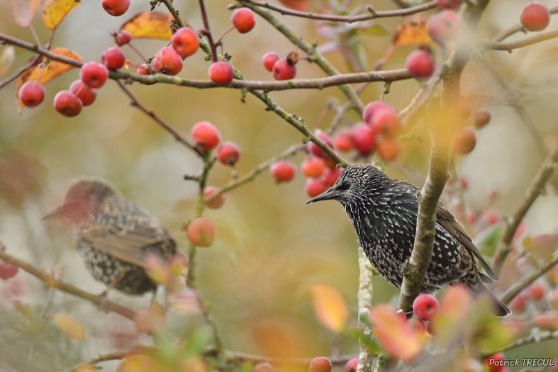 Photo Oiseaux Etourneau sansonnet (Sturnus vulgaris)