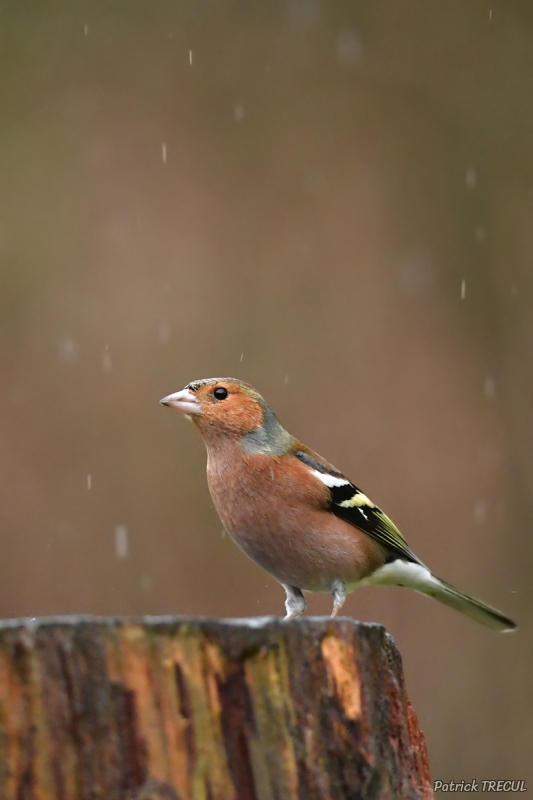 Photo Oiseaux Pinson des arbres (Fringilla coelebs)