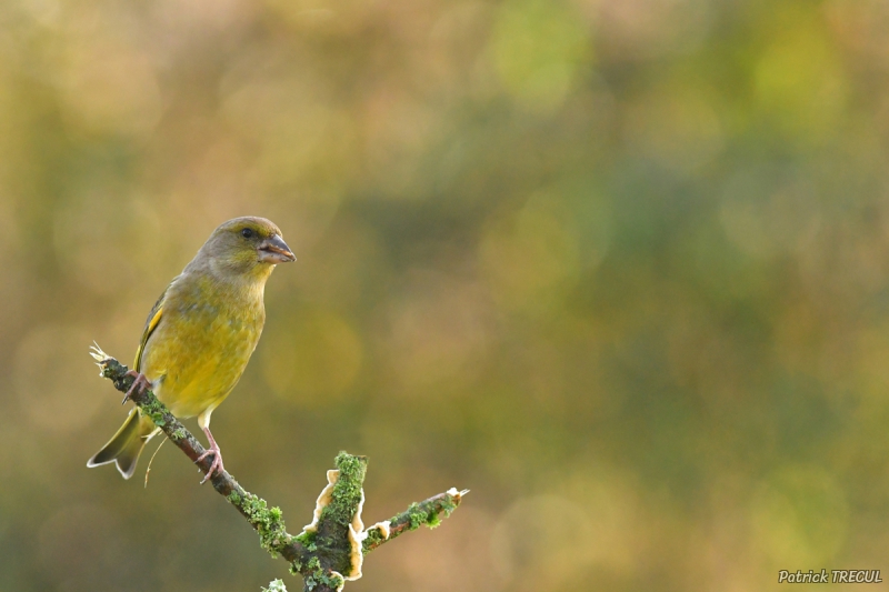 Photo Oiseaux Verdier d'Europe (Chloris chloris)