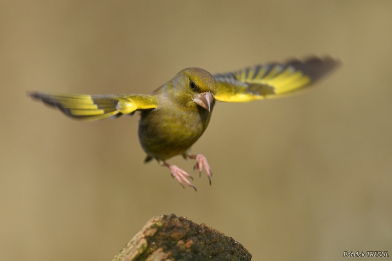 Photo Oiseaux Verdier d'Europe (Chloris chloris)