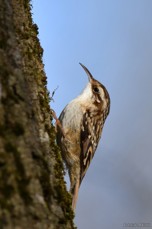 Photo Oiseaux Grimpereau des jardins (Certhia brachydactyla)