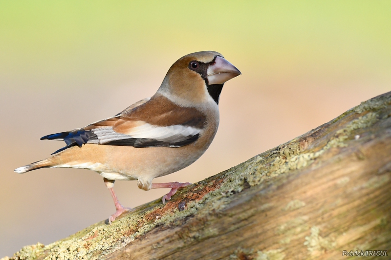 Photo Oiseaux Grosbec casse-noyaux (Coccothraustes coccothraustes)