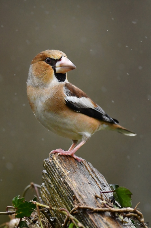 Photo Oiseaux Grosbec casse-noyaux (Coccothraustes coccothraustes)