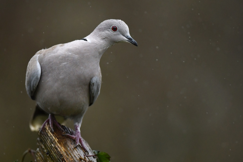 Photo Oiseaux Tourterelle turque (Streptopelia decaocto)