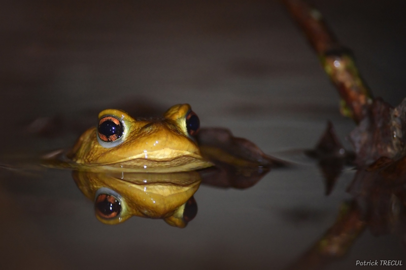 Photo Amphibiens Crapaud commun (Bufo bufo)