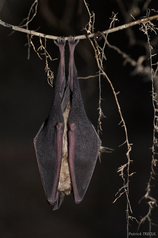 Photo Mammifères Grand Rhinolophe (Rhinolophus ferrumequinum)