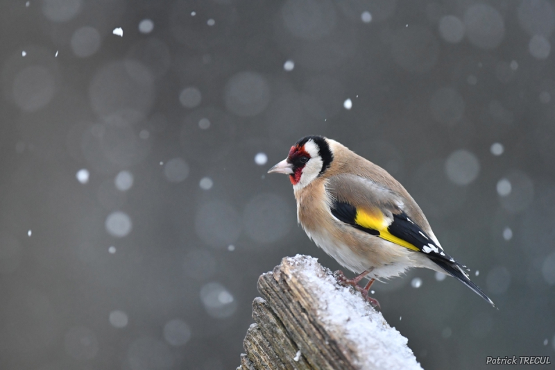 Photo Oiseaux Chardonneret élégant (Carduelis carduelis)