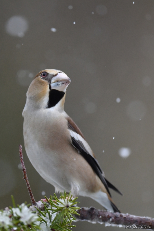 Photo Oiseaux Grosbec casse-noyaux (Coccothraustes coccothraustes)