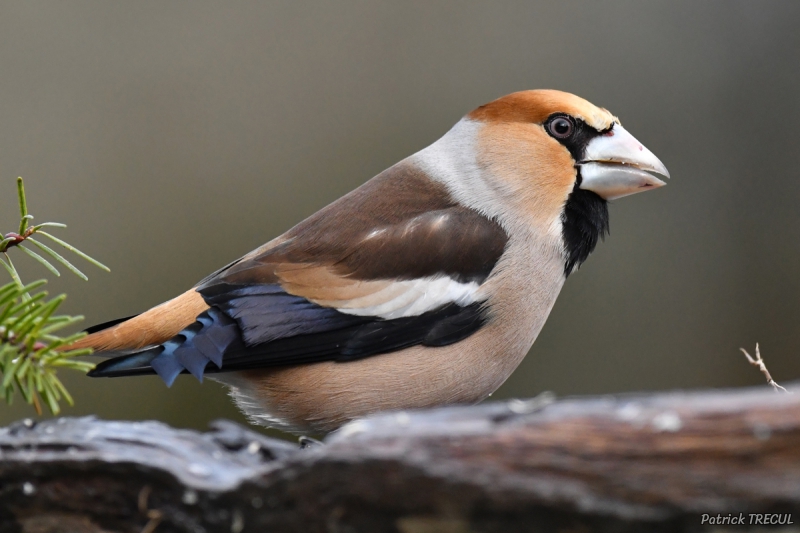 Photo Oiseaux Grosbec casse-noyaux (Coccothraustes coccothraustes)