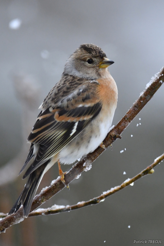 Photo Oiseaux Pinson du Nord ((Fringilla montifringilla)