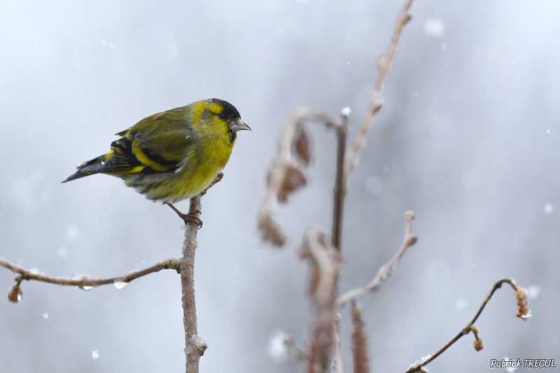 Photo Oiseaux Tarin des aulnes (Carduelis spinus)