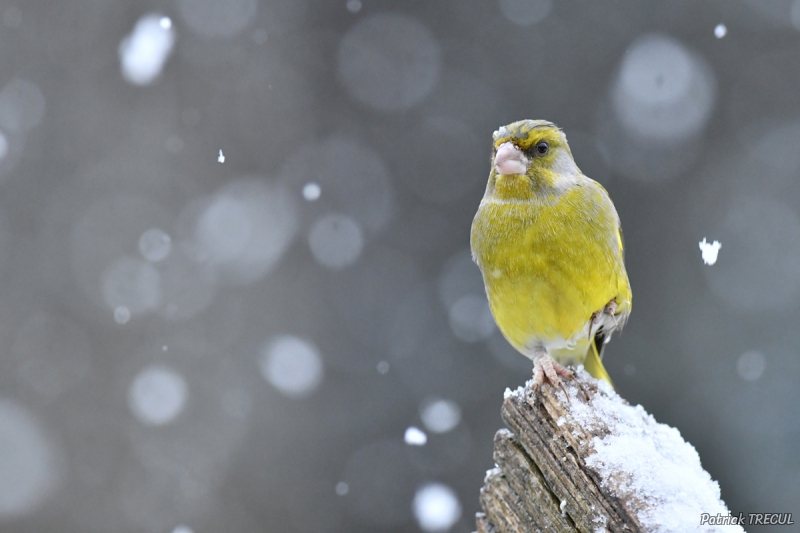 Photo Oiseaux Verdier d'Europe (Chloris chloris)