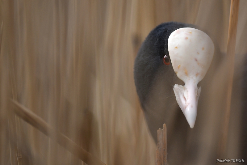 Photo Oiseaux Foulque macroule (Fulica atra)