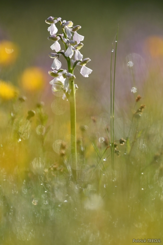 Photo Flore orchis bouffon (Anacamptis morio)