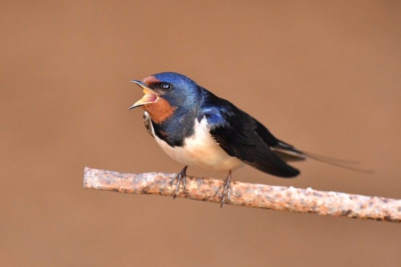 Photo Oiseaux Hirondelle rustique (Hirundo rustica)