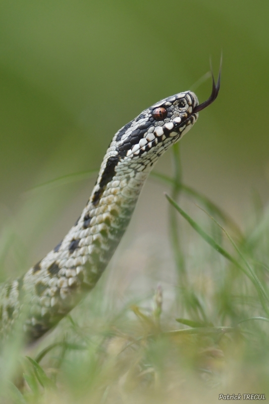 Photo Reptiles Vipère péliade (Vipera berus)