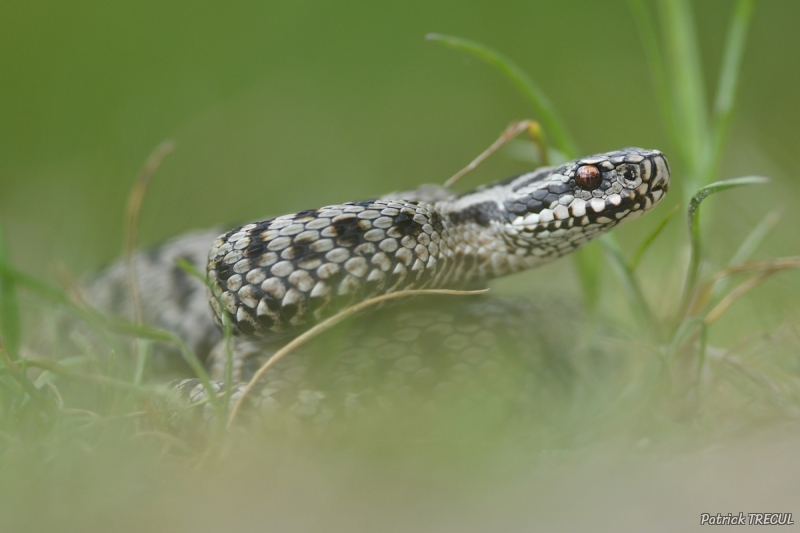 Photo Reptiles Vipère péliade (Vipera berus)