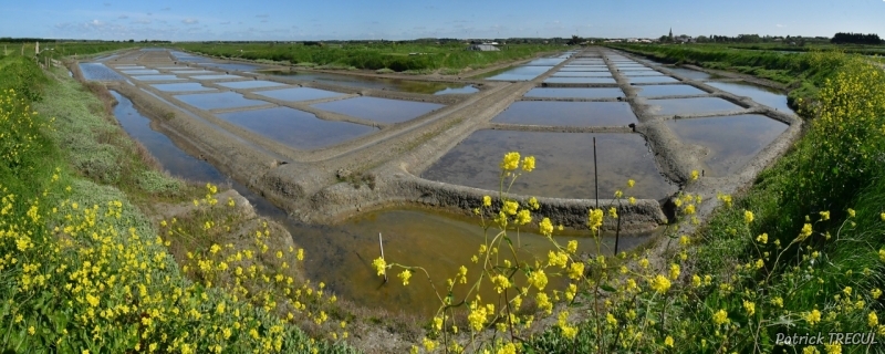 Photo Paysages naturels Marais d'Olonne