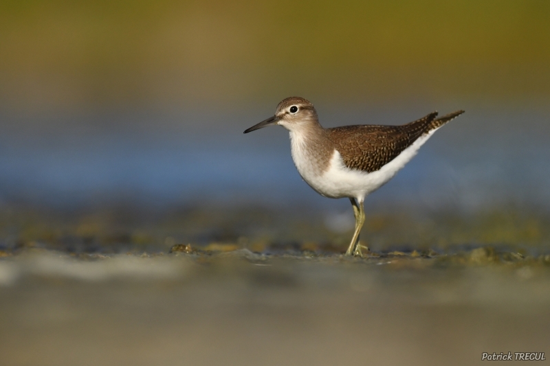 Photo Oiseaux Chevalier guignette (Actitis hypoleucos)