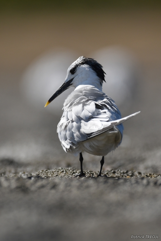 Photo Oiseaux Sterne Caugek