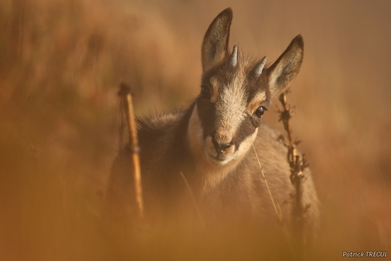 Photo Mammifères Chamois (Rupicapra rupicapra)