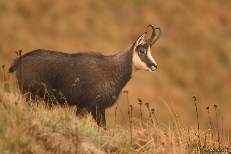 Photo Mammifères Chamois (Rupicapra rupicapra)