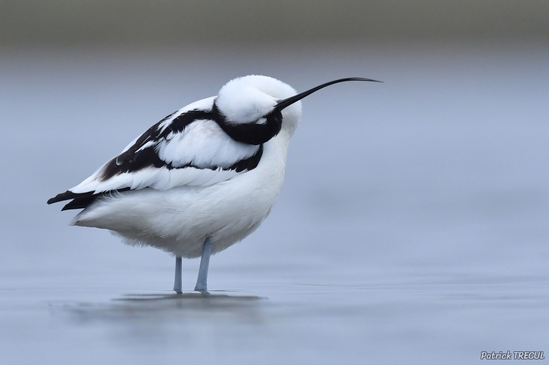 Photo Oiseaux avocette elegante (Recurvirostra avosetta)