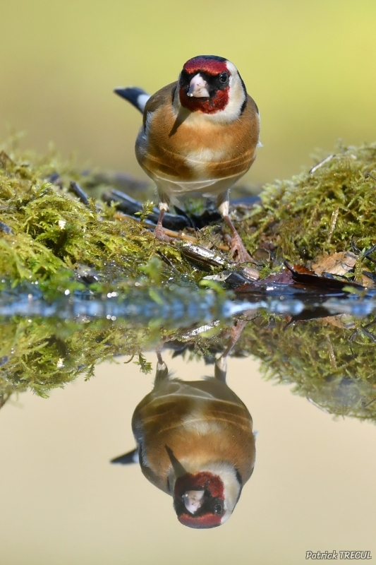 Photo Oiseaux Chardonneret élégant (Carduelis carduelis)