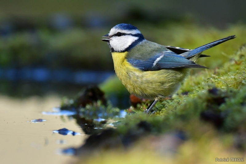 Photo Oiseaux Mésange bleue (Cyanistes caeruleus)