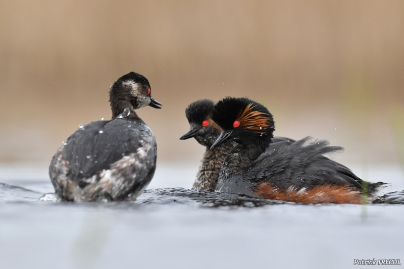 Photo Oiseaux Grèbe à cou noir (Podiceps nigricollis)