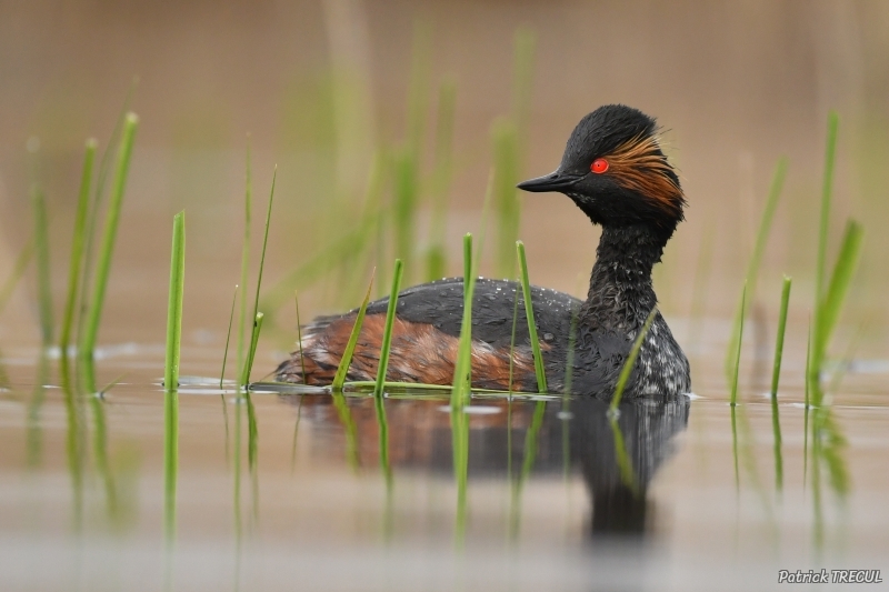 Photo Oiseaux Grèbe à cou noir (Podiceps nigricollis)