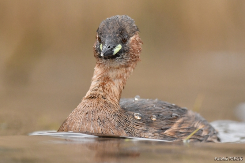 Photo Oiseaux Grèbe castagneux (Tachybaptus ruficollis)