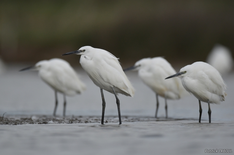 Photo Oiseaux Aigrette garzette (Egretta garzetta)