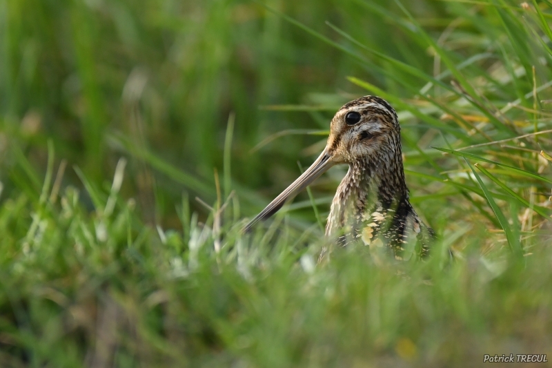 Photo Oiseaux Bécassine des marais (Gallinago gallinago)