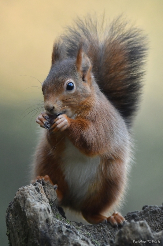 Photo Mammifères Ecureuil roux (Sciurus vulgaris)