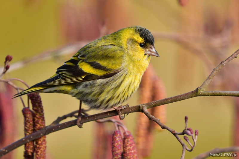 Photo Oiseaux Tarin des aulnes (Carduelis spinus)