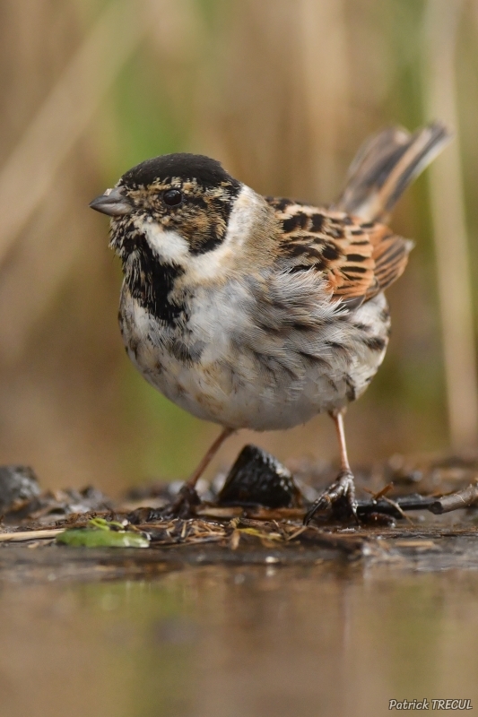 Photo Oiseaux Bruant des roseaux (Emberiza schoeniclus)