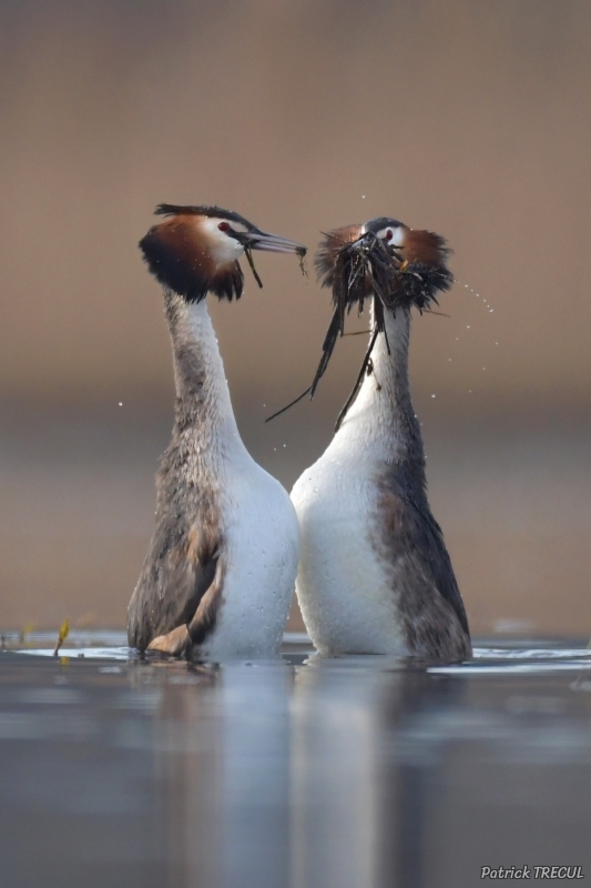 Photo Oiseaux Grèbes huppés en parade