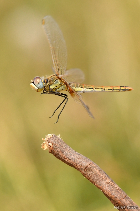 Photo Insectes Sympétrum à nervures orangées (Sympetrum fonscolombii)