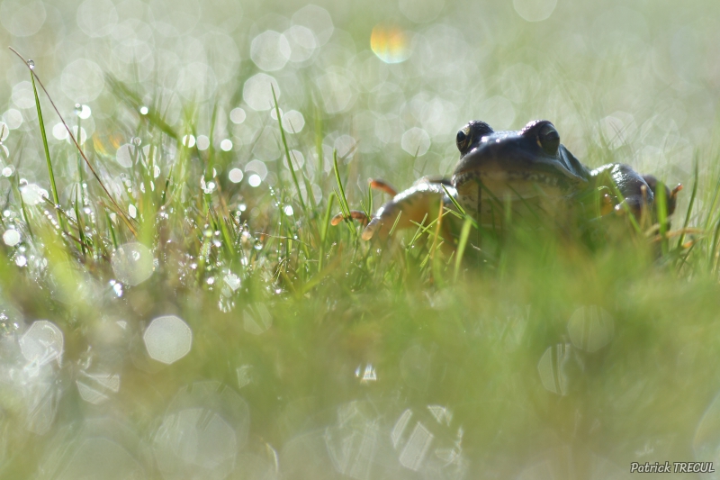 PAT_2547.JPG Grenouille agile (Rana dalmatina)