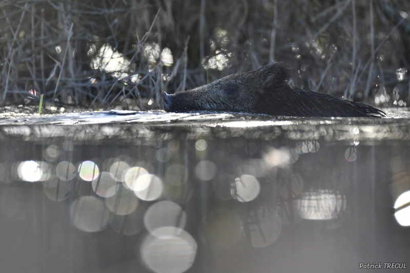 Photo Mammifères Sanglier (Sus scrofa)