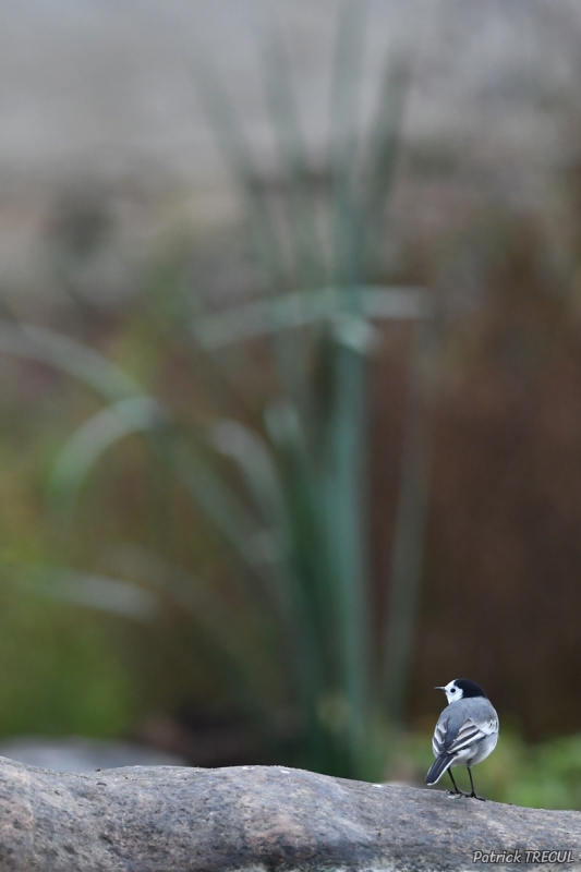 Photo Oiseaux Bergeronnette grise (Motacilla alba)