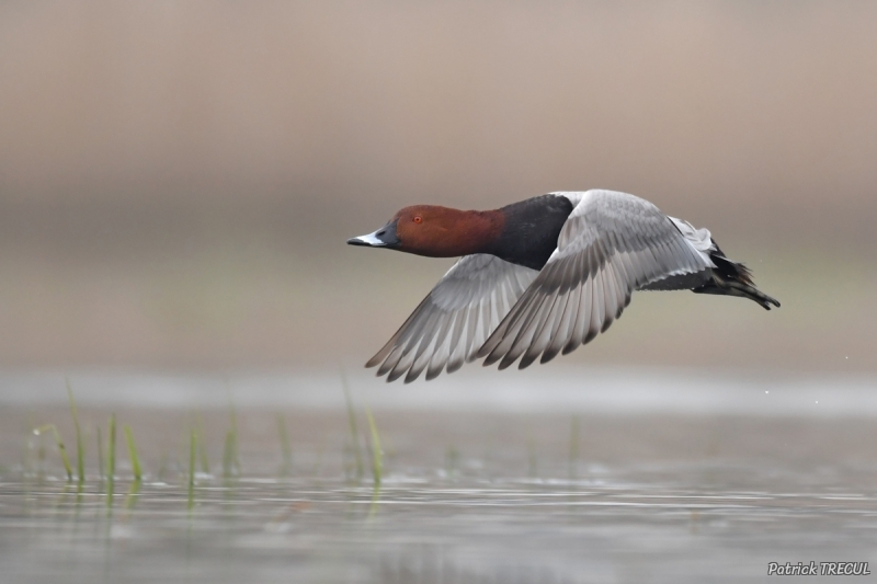 Photo Oiseaux Fuligule milouin (Aythya ferina)