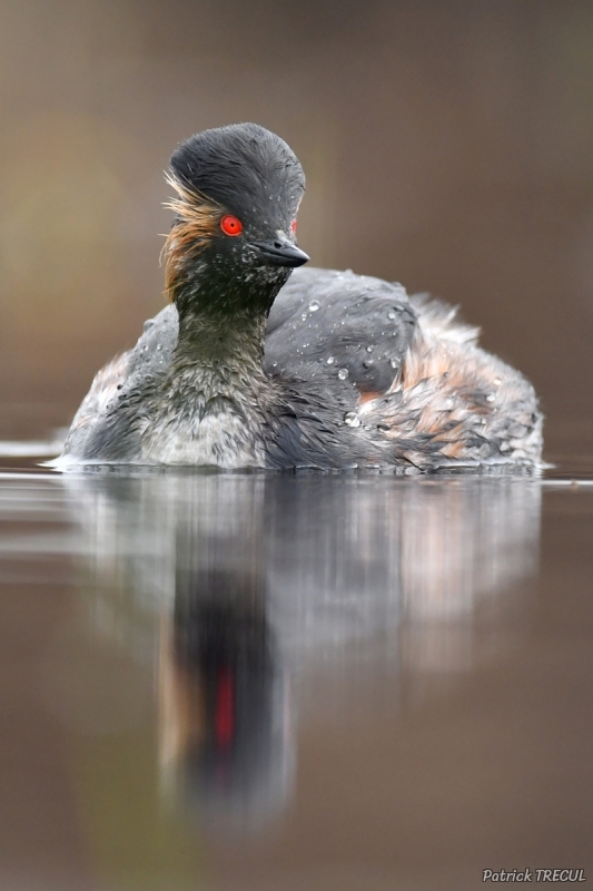 Photo Oiseaux grebe à cou noir