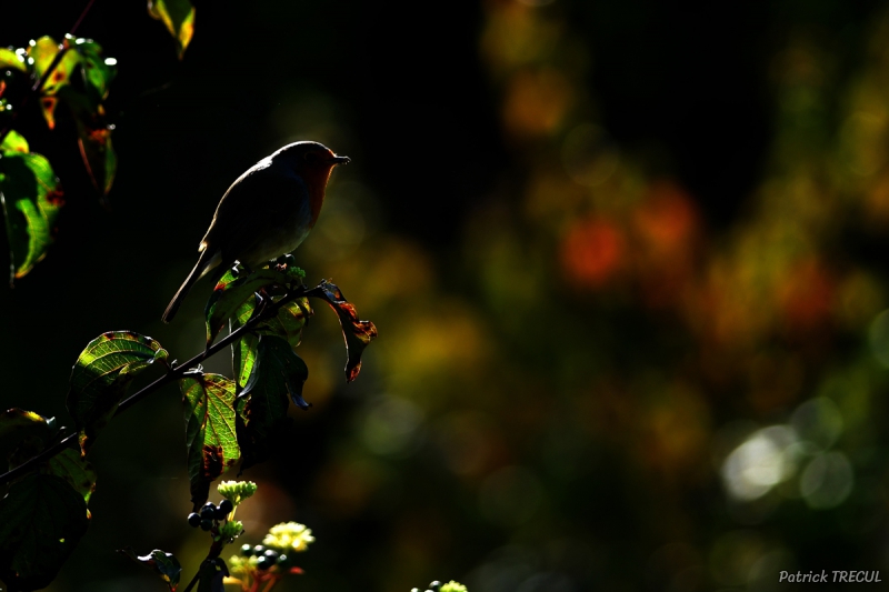 Photo Oiseaux Rouge-gorge familier (Erithacus rubecula)